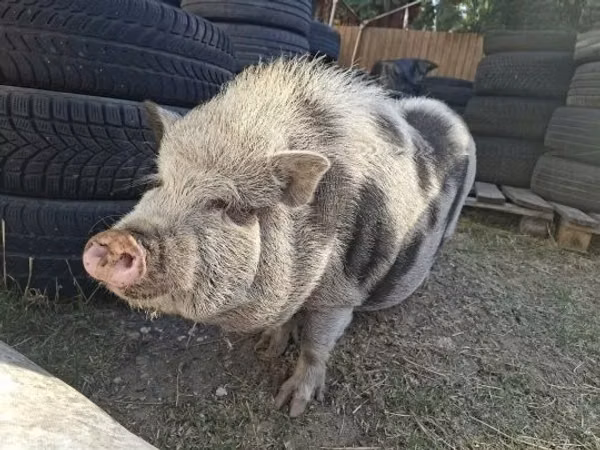 Boar,  — Hungary