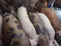 Pigs (batch, sex not specified) — photo 1