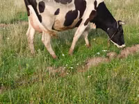 Krava, Russian Black pied cattle — foto 8
