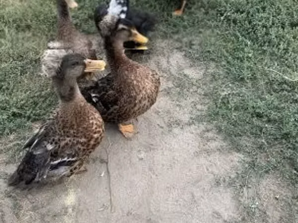 Оройтой
