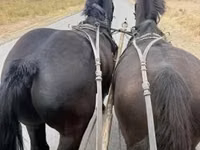 Kuda jantan, Lipizzaner — foto 3