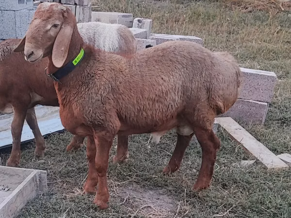 Ram, Sheep — Kyrgyzstan