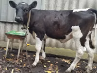 گاو ماده, Russian Black pied cattle — عکس 1