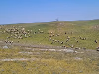 Får, Merino sheep — foto 1