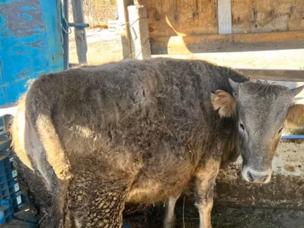 Buğa, Swiss cattle