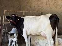 Vacă, Russian Black pied cattle — foto 1