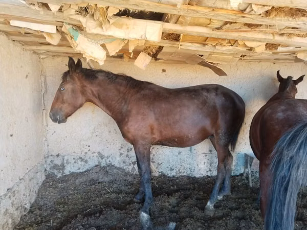 公马, Kazakh horse — 哈萨克斯坦