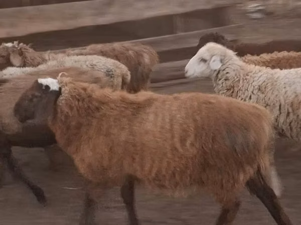 Ram, Hissar sheep