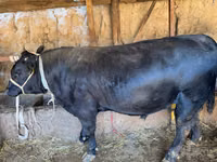Bull, Simmental cattle — photo 4