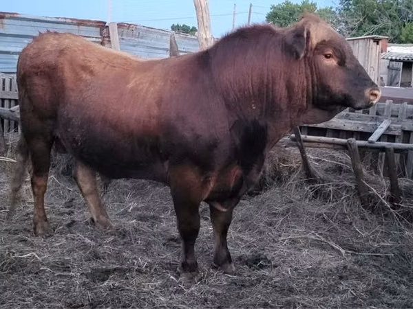 Bull, Limousin cow — Kazakhstan