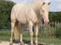 Horse (M), Quarter Horse — photo 3