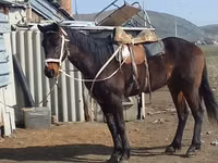 Mare, Horses — photo 2