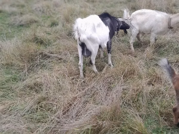 Ram, Sheep — Moldova