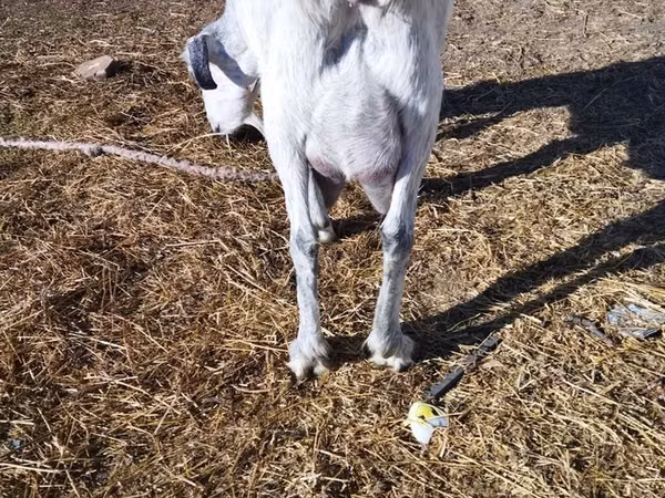Ged, Saanen goat