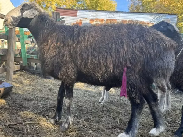 Ovan, Edilbay sheep — Казахстан