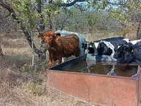 公牛, Cattle — 照片 3