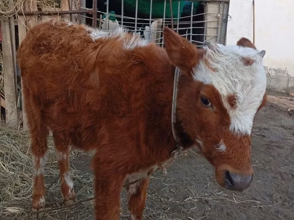 Bull, Hereford — Uzbekistan