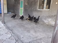 Chickens — 7 зураг