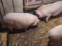 Porcs (lot, sexe non indiqué) — photo 6