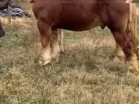 Aygır, Suffolk Punch — foto 2