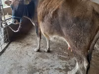 Vacă, Swiss cattle — foto 3