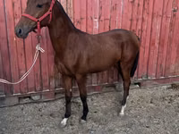حصان, Akhal-Teke — الصورة 1