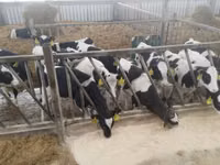 Býk, Swiss cattle — foto 3