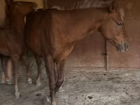 Kuda betina, Horses — foto 4
