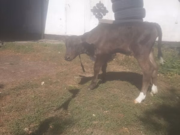 Cow, Holstein breed — Kazakhstan