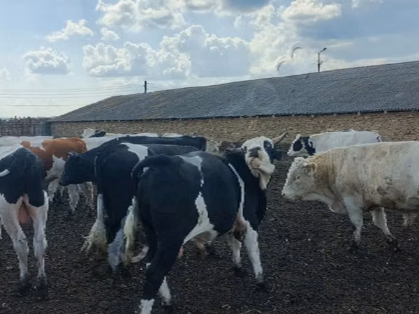 公牛, Russian Black pied cattle — 俄罗斯