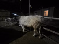 Toro, Swiss cattle — foto 3