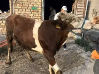 公牛, Simmental cattle — 照片 2