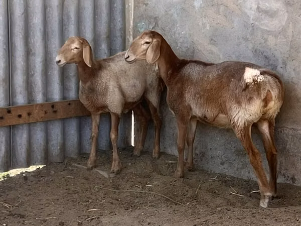 Sheep, Arashan sheep — Kyrgyzstan