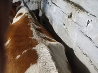 Cattle (batch, sex not specified), Cattle — photo 4