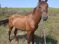 Horse (M), Horses — photo 1