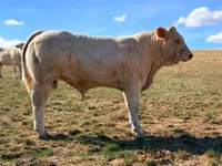 公牛, Charolais cattle — 照片 2