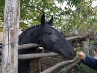 Модиён, Nonius horse — акс 2