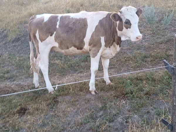 Cow, Cattle — Moldova