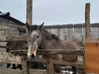 مادیان, Horse breed — عکس 2