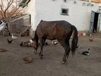 Ngựa đực, Kazakh horse — ảnh 1