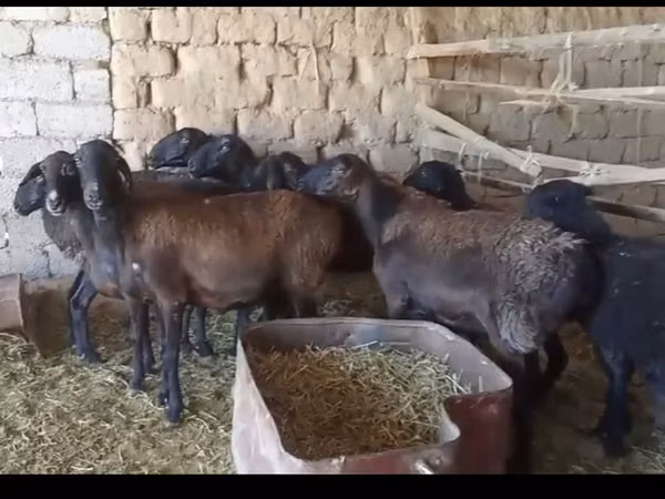 Ovelhas (lote, sexo não especificado), Ovelhas