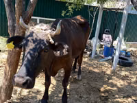 Vache, Bovins — photo 3