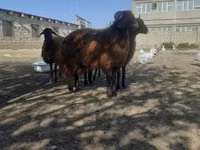 የጎትት አውራ በግ, Sheep — ፎቶ 2