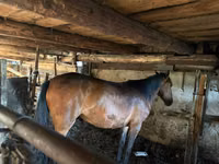 Mare, Horses — photo 1