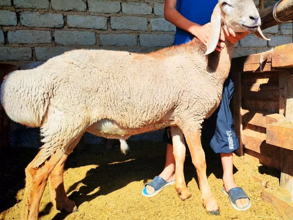 Montone, Arashan sheep