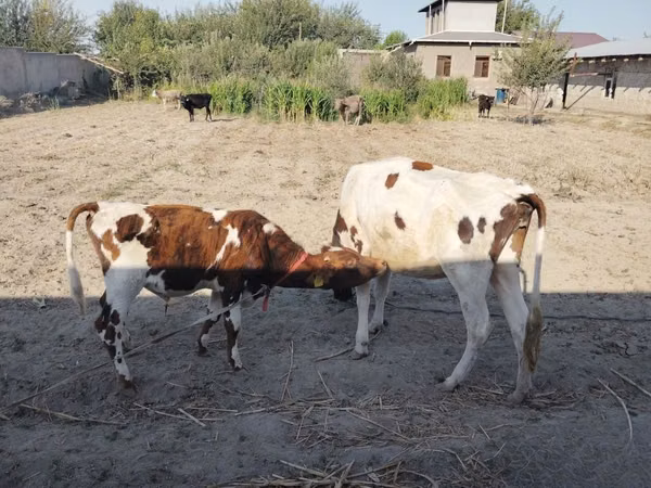 ძროხა, Simmental cattle