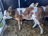 Bik, Simmental cattle — fotografija 3