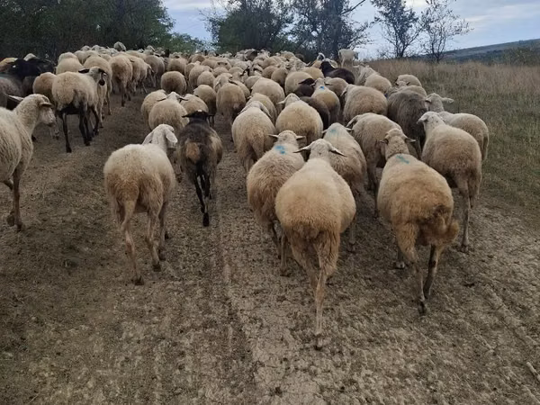 Sheep, Sheep — Moldova