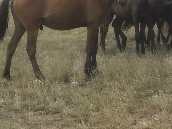 Horse (M), Kazakh horse — Kazakhstan