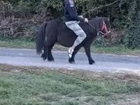 Horse (M), Horses — photo 3